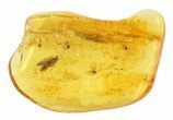 Fossil Flies (Diptera) & Butterfly (Lepidoptera) In Baltic Amber #58064-2